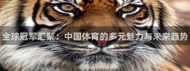 vsport体育官方平台体育：全球冠军汇聚：中国体育的多元魅